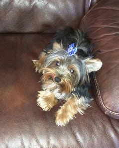 Anne%27s precious yorkies - Bella had her x-ray today Vet said he saw 4 good sized and a little one. I just got the x-ray and I see the same. Another possible tiny but it may just be she is hiding behind her Mom's backbone and...
